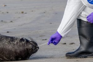 Influenza aviare colpisce le foche elefante del nord della California; area in quarantena.