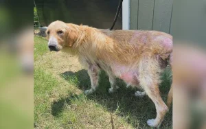 Cane salvato senza coda: l’amore del padrone la rende unica e speciale.