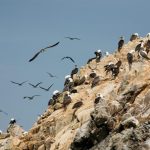 Come il guano degli uccelli marini ha alimentato le antiche civiltà peruviane.