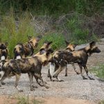 Animali sociali poco coordinati a maggior rischio di declino rispetto a specie più unite.