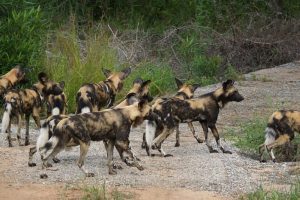 Animali sociali poco coordinati a maggior rischio di declino rispetto a specie più unite.