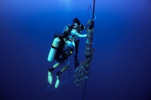 Scienziati chiedono regole etiche per la ricerca sulla comunicazione animale con l’IA.