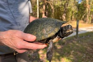 Ultima speranza per le tartarughe in pericolo di estinzione.