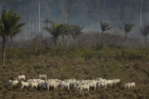 Governo brasiliano crea mappa per aiutare esportatori a rispettare le norme anti-deforestazione UE.