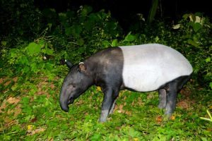 Riscoperta degli tapiri asiatici attraverso antiche foto da trappole fotografiche in Thailandia.