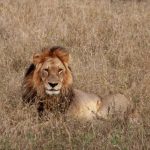 Il Botswana e l’allevamento intelligente: salvare i leoni e ripristinare sentieri selvaggi