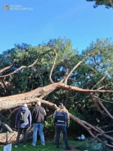 Pino caduto ai Fori Imperiali a Roma: tre persone ferite lievemente.