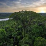 Cambiamenti climatici influenzano la diversità degli alberi in modo disomogeneo in Amazzonia e Andes.