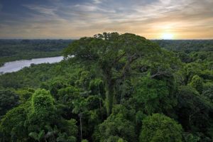 Cambiamenti climatici influenzano la diversità degli alberi in modo disomogeneo in Amazzonia e Andes.