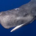 Azzorre rifiutano proposta per annullare zone vietate alla pesca nella nuova rete MPA.