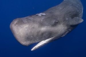 Azzorre rifiutano proposta per annullare zone vietate alla pesca nella nuova rete MPA.