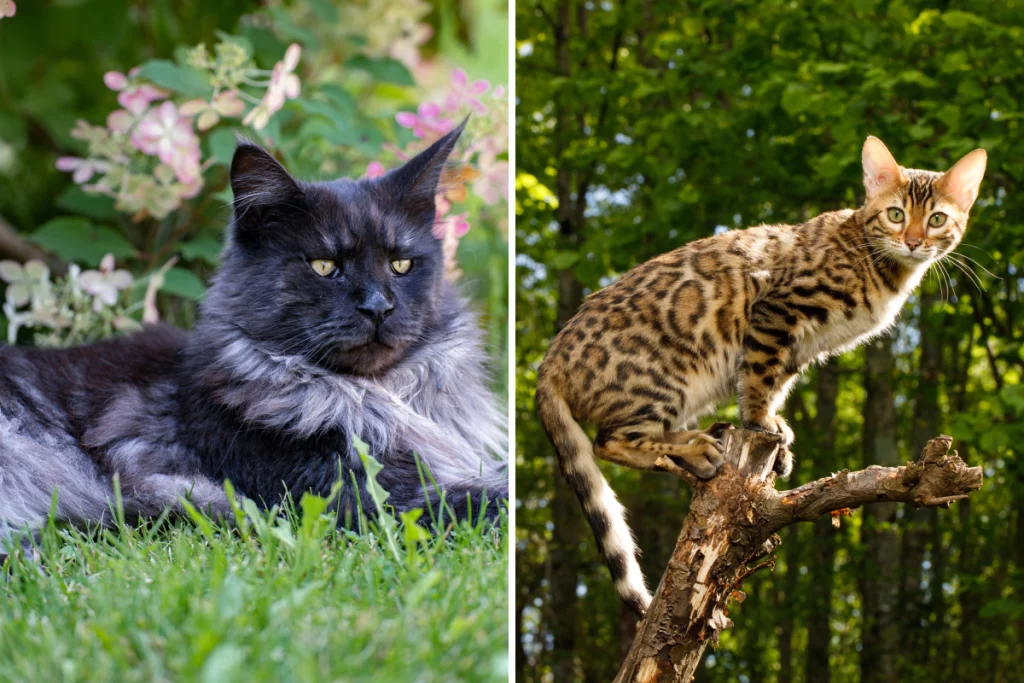 Incredibile ibrido: il gattino speciale tra Maine Coon e Bengal conquista tutti!