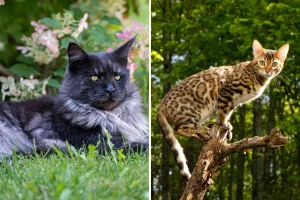 Incredibile ibrido: il gattino speciale tra Maine Coon e Bengal conquista tutti!