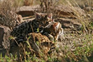 Rifugi insoliti: le tane dei roditori proteggono il più piccolo gatto selvatico dell’Africa.