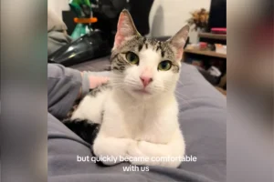 Strana scoperta sul gatto randagio salvato: la trasformazione dopo settimane di cure.