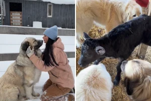 Cane guardiano salva una vita: la storia incredibile di Way Huge Livestock.