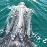 Il viaggio finale della Divisione: una storia di sfide e trasformazioni epiche.