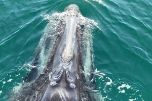 Il viaggio finale della Divisione: una storia di sfide e trasformazioni epiche.