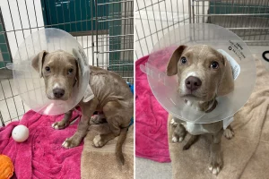 Cucciolo malato: i veterinari scoprono la causa inaspettata dopo accertamenti.