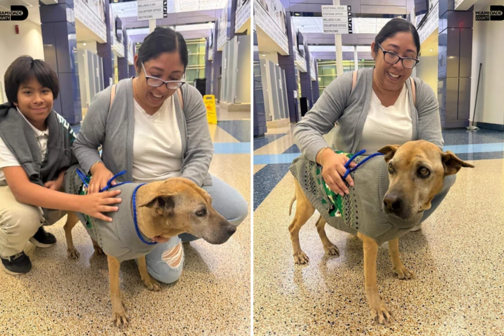 Ritrovata dopo 10 anni: microchip riunisce il padrone alla sua amata cagnolina.