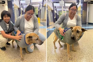 Ritrovata dopo 10 anni: microchip riunisce il padrone alla sua amata cagnolina.