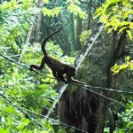 La corte suprema del Costa Rica protegge la fauna dai pericoli delle linee elettriche.