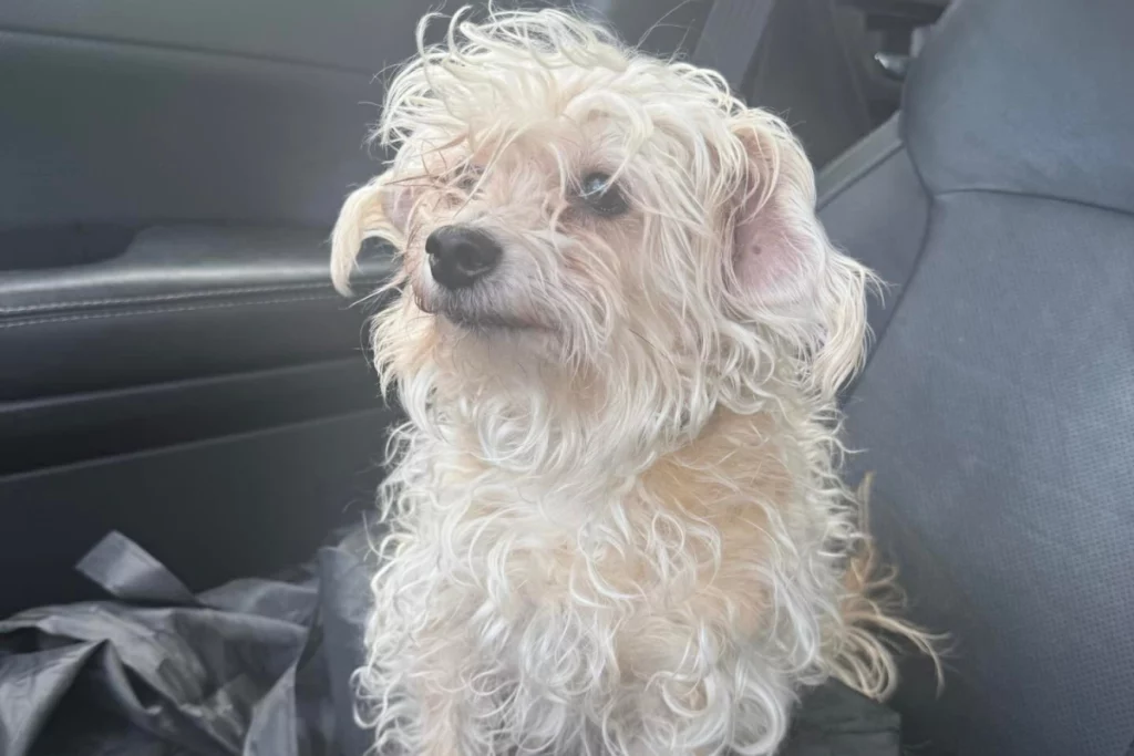 Cane si fa tosare e sembra appena uscito da una riabilitazione.