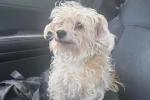 Cane si fa tosare e sembra appena uscito da una riabilitazione.