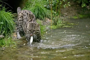 I gatti non amano l’acqua tranne uno, il gatto percatore: scopri chi è