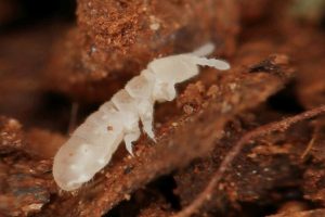 Pesticidi presenti nel 70% dei suoli europei, danneggiando la vita utile: ricerca allarmante.