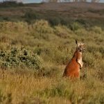 L’Australia investe 18 miliardi in danni alla natura rispetto alla sua protezione, rivela uno studio.