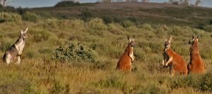 L’Australia investe 18 miliardi in danni alla natura rispetto alla sua protezione, rivela uno studio.