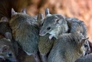 Come eliminare i topi rapidamente: 5 metodi efficaci e provati