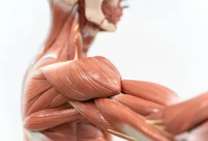 Scopri dove sono i bicipiti e come funzionano nel corpo umano