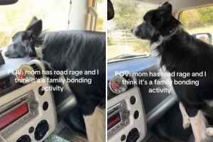 Un Border Collie ride in auto mentre il suo padrone affronta la ‘road rage’