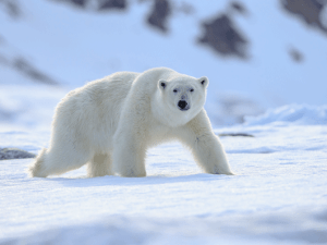 Ghiacci in ritirata: gli orsi polari si alimentano di più con renne e trichechi.