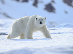 Ghiacci in ritirata: gli orsi polari si alimentano di più con renne e trichechi.