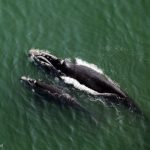 Cambiamenti climatici riducono il tasso di natalità delle balene franche meridionali, studio trentennale rivela.