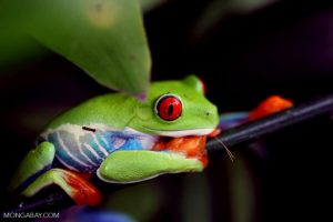 Pubblicità online svelano dimensioni e lacune nel commercio di anfibi negli Stati Uniti.