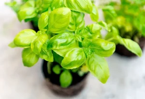 Differenze Tra Basilico Comune e Basilico Dolce: Caratteristiche e Usi Principali