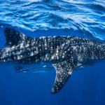 Squali balena liberati dalle reti: pescatori diventano salvatori lungo le coste indiane.