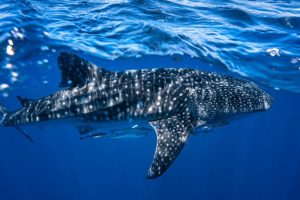 Squali balena liberati dalle reti: pescatori diventano salvatori lungo le coste indiane.