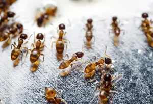 Best Natural Ant Killer: How to Instantly Eliminate Ants Safely and Effectively