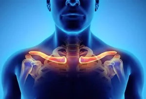 Funzioni principali della clavicola: supporto, movimento braccio e protezione struttura spalla