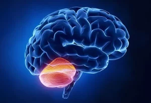 Controllo motorio e coordinazione: il ruolo fondamentale del cervelletto spiegato chiaramente