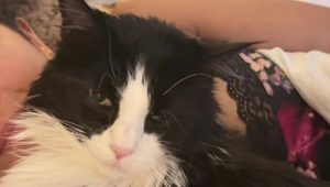 Dove sono finite le pillole sul comodino? Il gatto Levi ha la risposta!