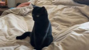 Il gatto randagio Mr. Nibbles si adotta: il dolce momento del first sonnellino a pancia in su