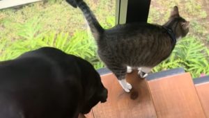 Il gatto Tom guida il cane Black, ipovedente, giù per le scale con amore.