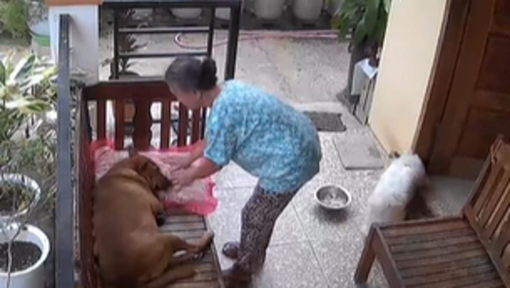 Una nonna e Bowbie, il suo cane: il potere di un gesto semplice e affettuoso.