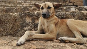 Cani d’élite e Maya: ricche diete e scambi a grandi distanze.